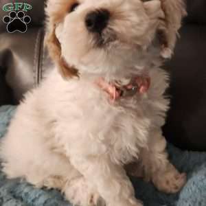 Winter, Miniature Poodle Puppy