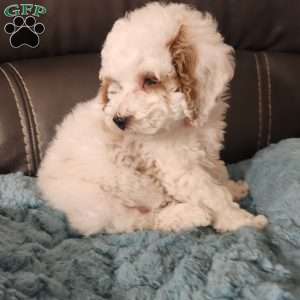 Winter, Miniature Poodle Puppy