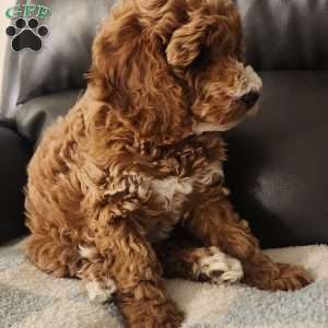 Noelle, Miniature Poodle Puppy