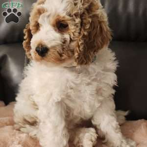 Frosty, Miniature Poodle Puppy