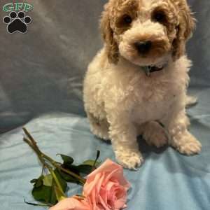 Frosty, Miniature Poodle Puppy