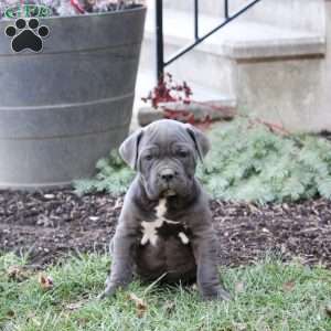 Cain, Cane Corso Puppy