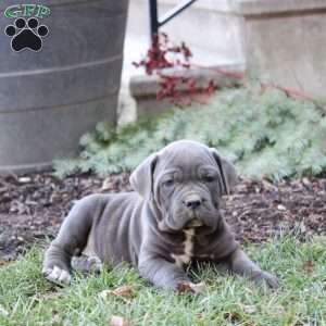 Cain, Cane Corso Puppy