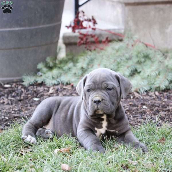 Cain, Cane Corso Puppy