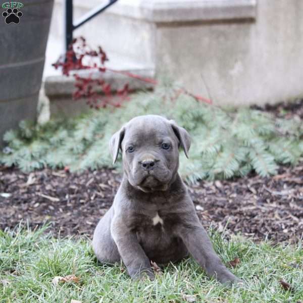 Remi, Cane Corso Puppy