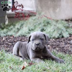 Remi, Cane Corso Puppy