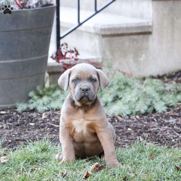 Simba, Cane Corso Puppy