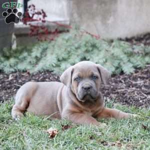 Simba, Cane Corso Puppy