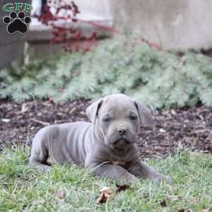 Kash, Cane Corso Puppy