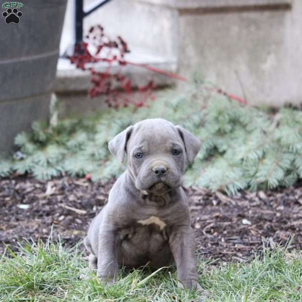 Kash, Cane Corso Puppy