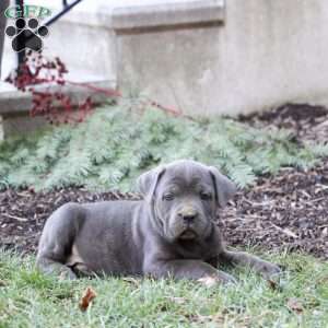 Tippy, Cane Corso Puppy