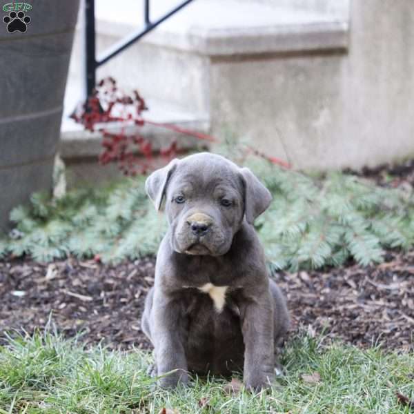 Tippy, Cane Corso Puppy