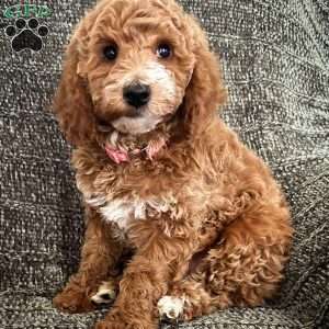 Noelle, Miniature Poodle Puppy