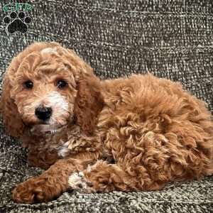 Noelle, Miniature Poodle Puppy