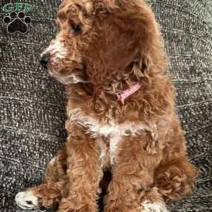 Noelle, Miniature Poodle Puppy