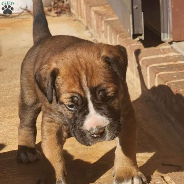 King, African Boerboel Mix Puppy