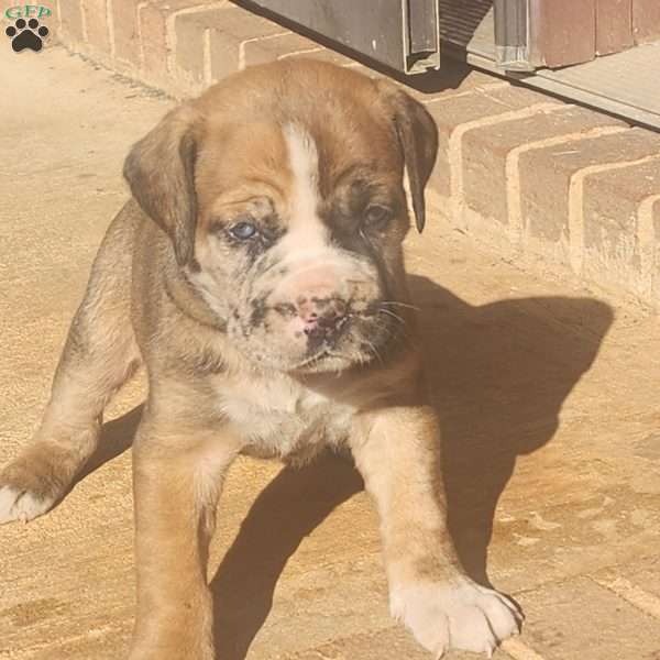 Sexy Amber, Cane Corso Mix Puppy