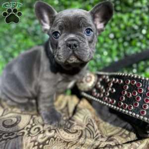 Jax, French Bulldog Puppy