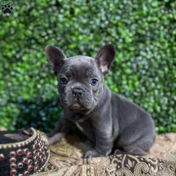 Jax, French Bulldog Puppy