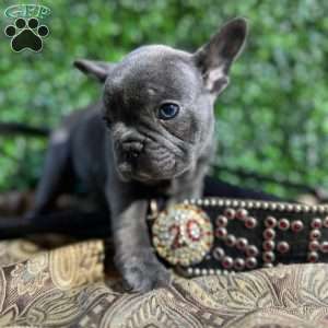 Jax, French Bulldog Puppy