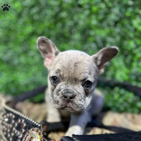 Jace, French Bulldog Puppy