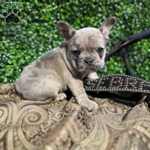 Jace, French Bulldog Puppy