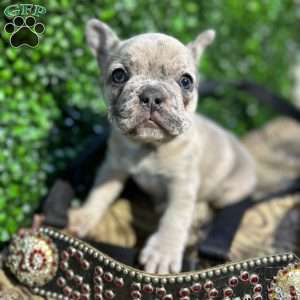 Jace, French Bulldog Puppy