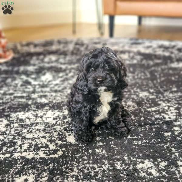 Bear, Cavapoo Puppy