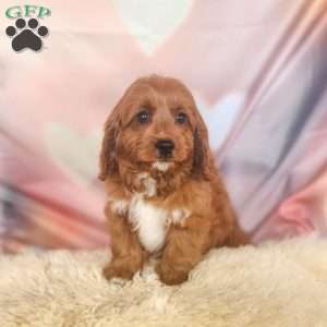 Love, Cavapoo Puppy