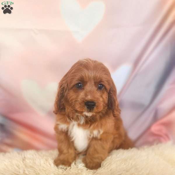 Love, Cavapoo Puppy