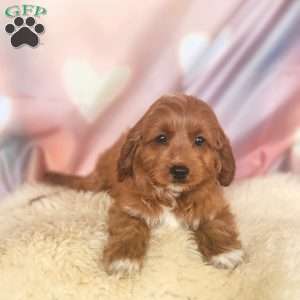 Love, Cavapoo Puppy