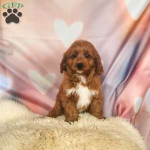 Love, Cavapoo Puppy