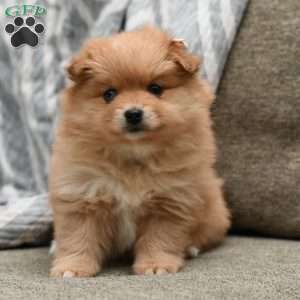 Bailey, Pomeranian Puppy