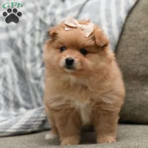 Bailey, Pomeranian Puppy