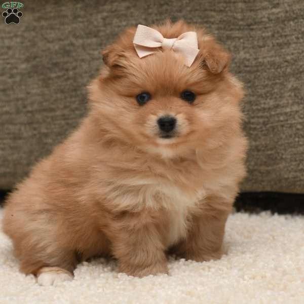 Bailey, Pomeranian Puppy