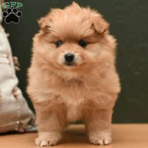 Bailey, Pomeranian Puppy