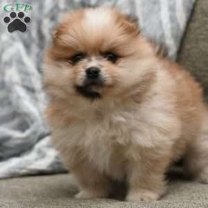 Ace, Pomeranian Puppy