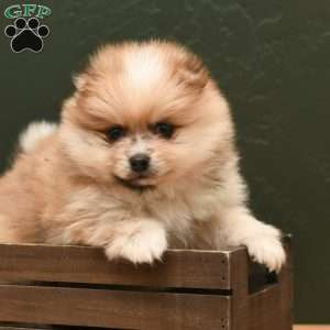 Ace, Pomeranian Puppy