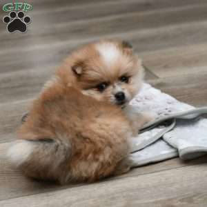 Ace, Pomeranian Puppy