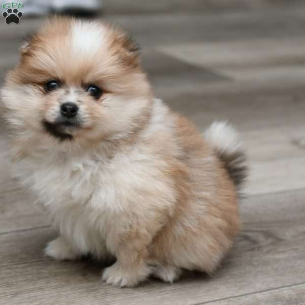 Ace, Pomeranian Puppy