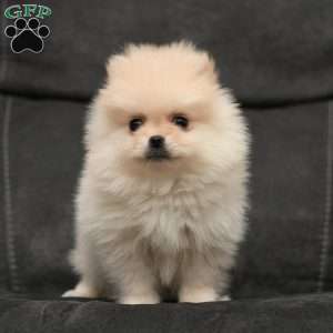 Pomeranian Puppies For Sale - Greenfield Puppies