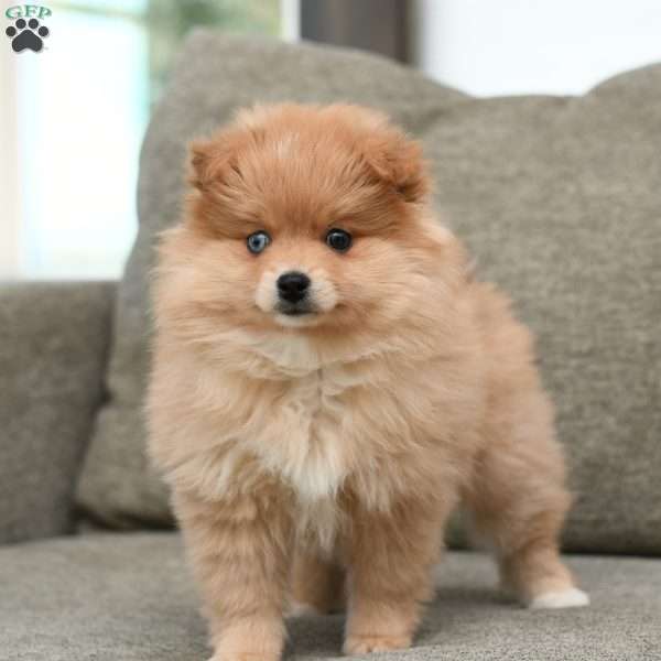 Bailey, Pomeranian Puppy