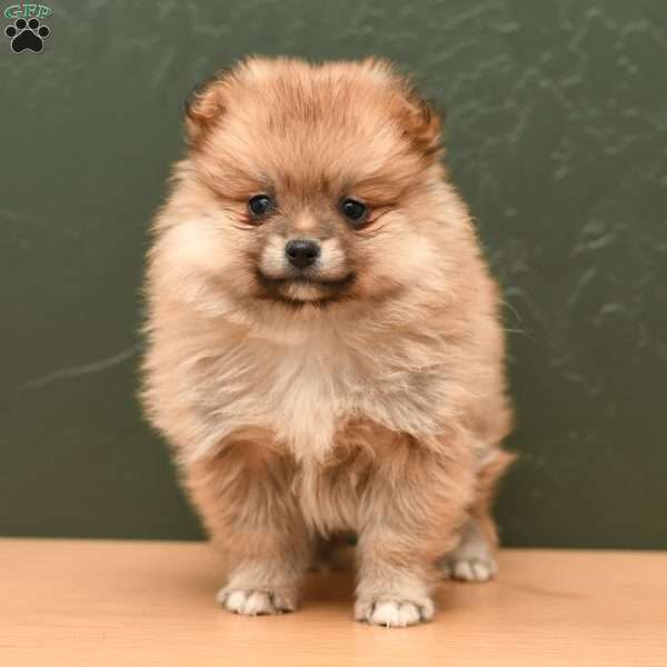 Frankie, Pomeranian Puppy