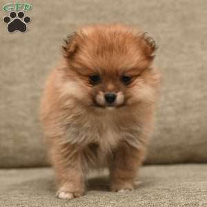 Frankie, Pomeranian Puppy