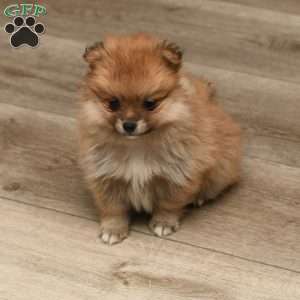 Frankie, Pomeranian Puppy