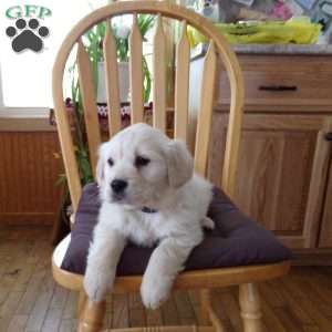 Emily, English Cream Golden Retriever Puppy