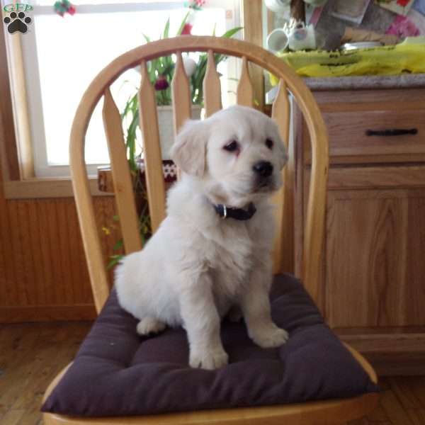 Emily, English Cream Golden Retriever Puppy