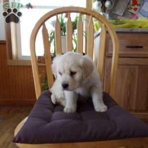 Emily, English Cream Golden Retriever Puppy