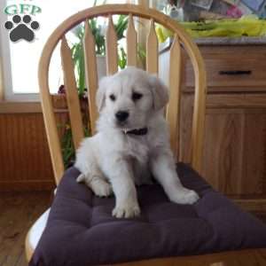 Emily, English Cream Golden Retriever Puppy