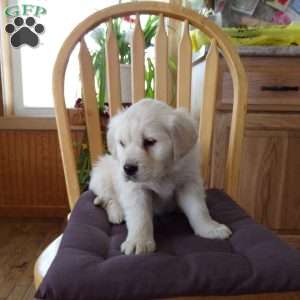 Emily, English Cream Golden Retriever Puppy